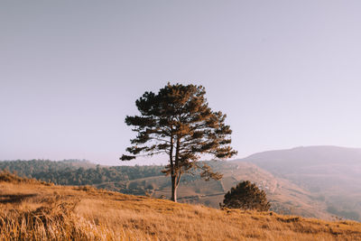 Tree on field against clear sky