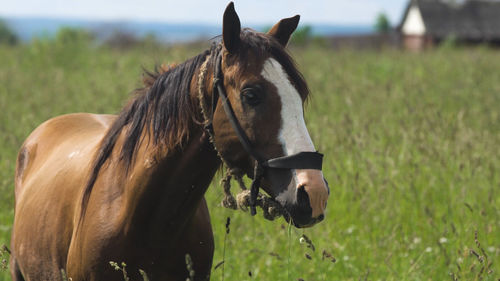 Horse on a summer pasture.