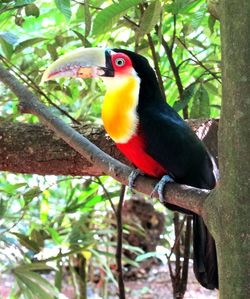 Close-up of parrot perching on branch