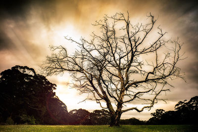 Bare trees on field against cloudy sky