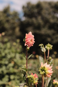 Close-up of flowering plant on field