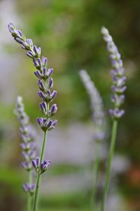 Close-up of lavender blooming outdoors