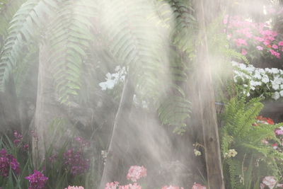 Scenic view of pink flowering plants