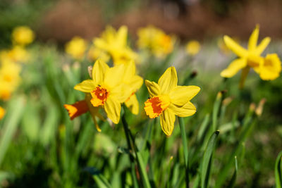 Close-up of yellow flowering plant on field