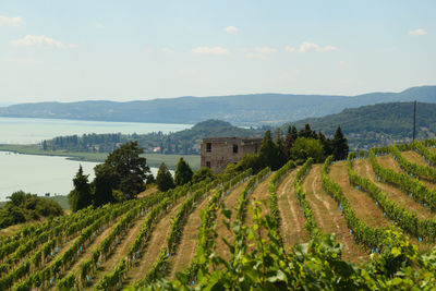 Scenic view of vineyard against sky