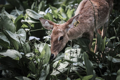 Close-up of deer on field