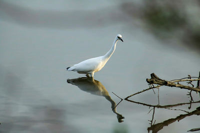 Bird perching on tree against sky