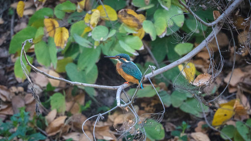 Close-up of bird perching on a tree