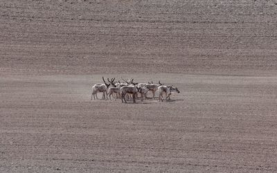 View of animals walking in desert