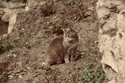 Cat looking away sitting outdoors