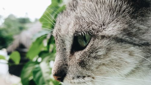 Close-up of a cat