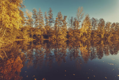 Scenic view of lake in forest during autumn