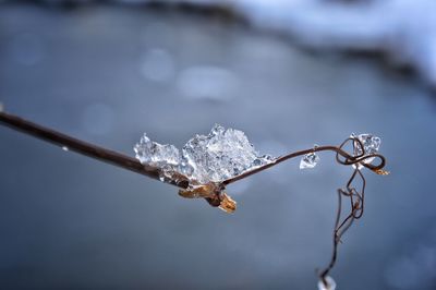 Close-up of frozen plant during winter