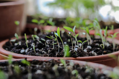 Close-up of coriander plant