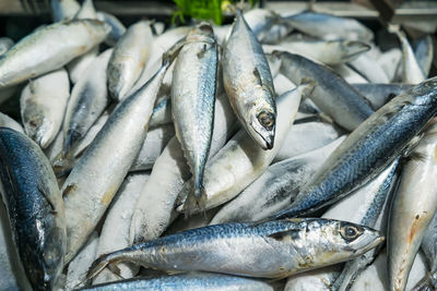 High angle view of fish for sale in market