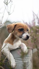 Close-up of dog looking away