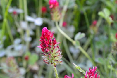 Close-up of pink flowering plant