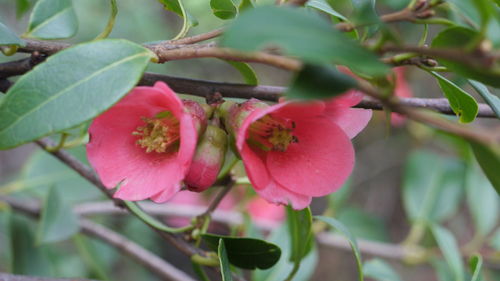 Close-up of pink flowers