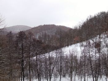 Trees on snow covered land against sky