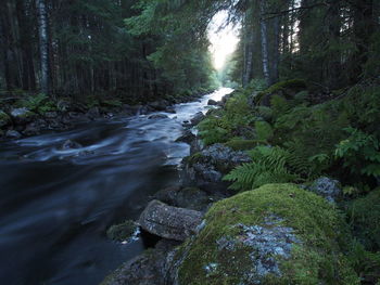 River flowing through forest