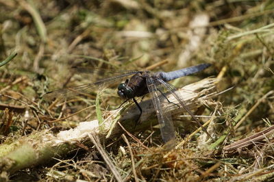 High angle view of insect on land