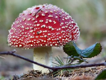 Close-up of fly agaric mushroom