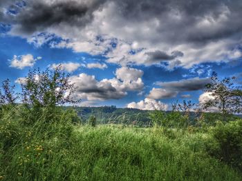 Scenic view of field against sky