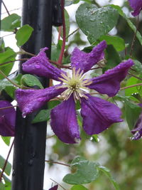 Close-up of purple flowering plant