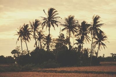 Silhouette palm trees on field against sky at sunset