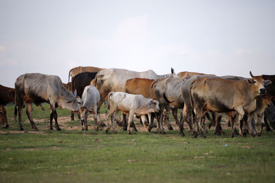 Cows grazing in field