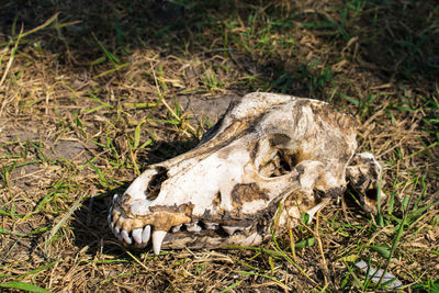 View of animal skull