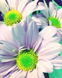 Macro shot of yellow flower