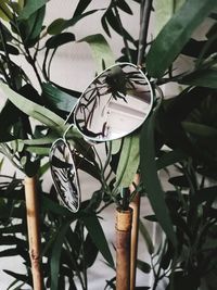 Close-up of butterfly perching on plant