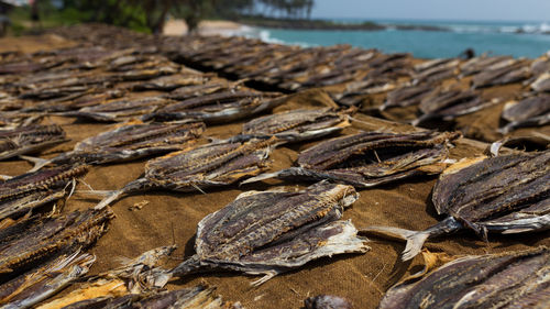 Fish drying by sea