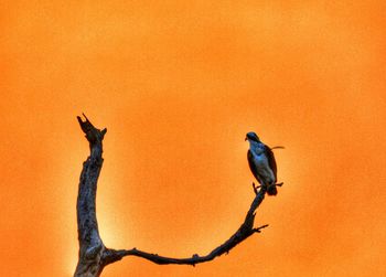 Bird perching on orange wall