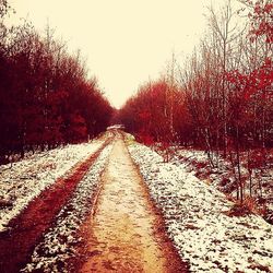 Road passing through forest