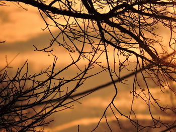 Close-up of bare tree against sunset sky
