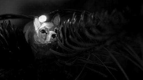 Close-up portrait of a dog