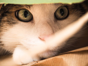 Close-up portrait of cat