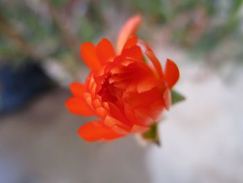 Close-up of orange rose flower