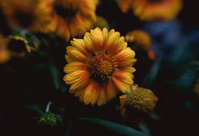 Close-up of yellow flower