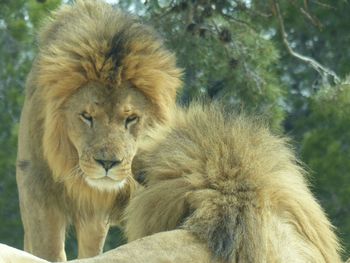 Close-up of lion relaxing outdoors