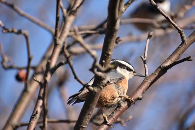 Close-up of bird perching on branch