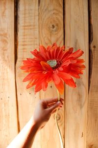 Cropped image of person holding orange flower against wooden wall