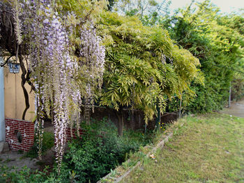 Plants growing on tree