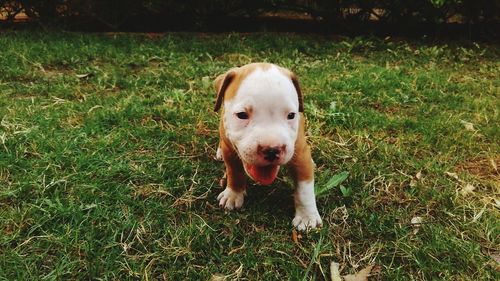 Puppy sticking out tongue while standing on field