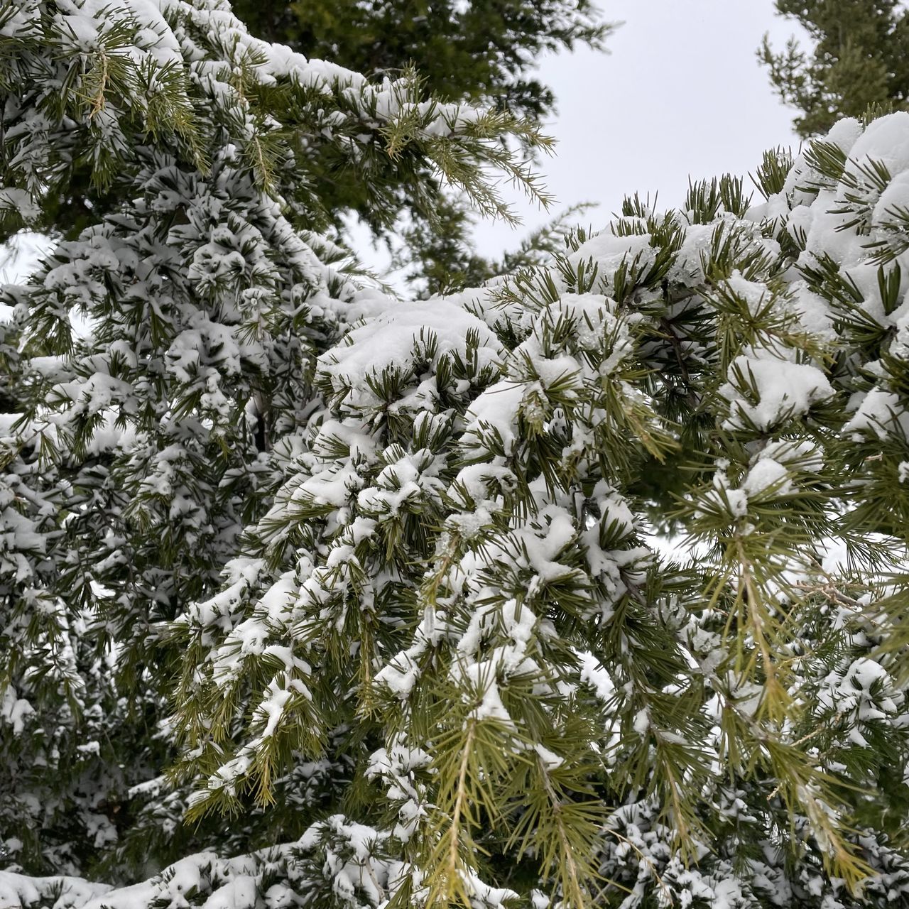 plant, tree, snow, cold temperature, winter, branch, beauty in nature, nature, coniferous tree, growth, pine tree, pinaceae, no people, fir, spruce, day, forest, frozen, land, low angle view, white, leaf, tranquility, flower, environment, frost, scenics - nature, non-urban scene, evergreen, sky, outdoors, pine woodland, freezing, evergreen tree, green, woodland