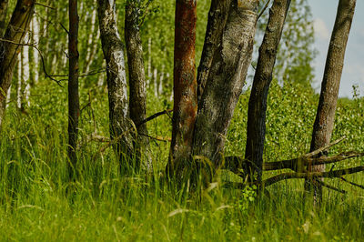 Scenic view of trees growing in forest