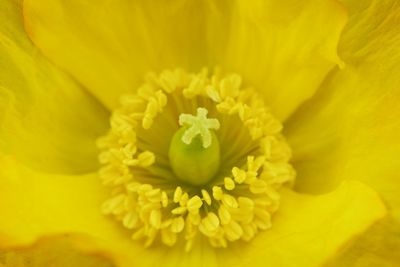 Close-up of yellow flower blooming outdoors