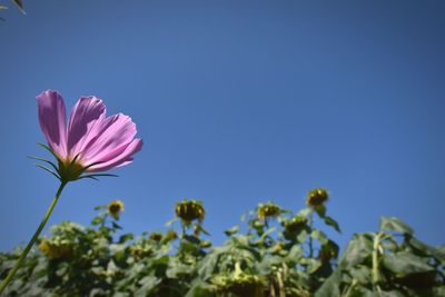 Close-up of flowers against clear blue sky